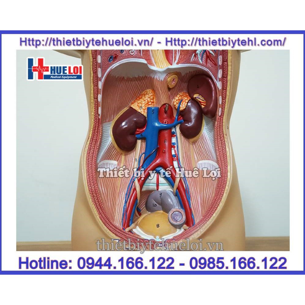 Mô hình giải phẫu nội tạng , Mô hình hệ cơ quan nội tạng nửa người