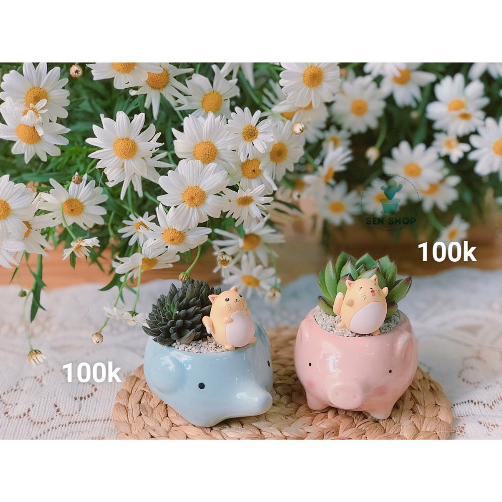 Chậu hoa sen đá mix tầm 100-199k .