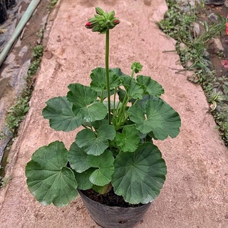 Cây hoa phong lữ đứng cao 25cm nhiều màu sắc rực rỡ, trồng trang trí sân vườn ban công