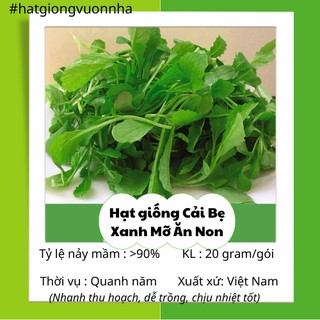 Hạt giống cải bẹ xanh mỡ ăn non - gói 20 gram