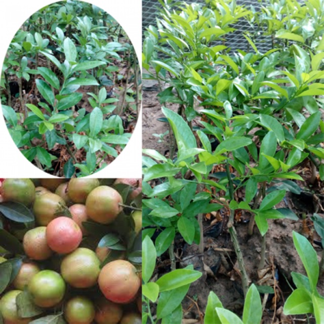 Cây giống chanh đào
