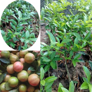 Cây giống chanh đào