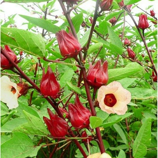 20h hạt giống atiso đỏ ( bụp giấm ) dễ trồng nãy mầm 100%