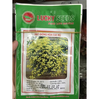 Hạt giống hoa cúc rủ, cúc vàng
