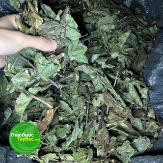 Cây Xạ Đen Khô