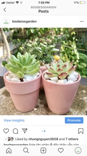 Chậu gốm Bát Tràng size 7cm