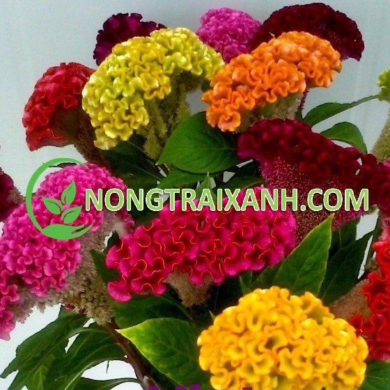 100H - HẠT GIỐNG HOA MÀO GÀ BÚA MIX NHIỀU MÀU