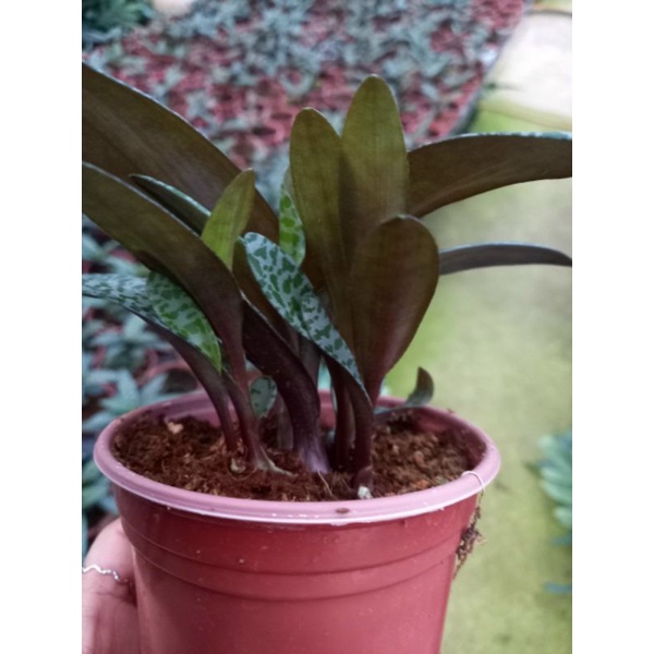 Chậu cứng Silver squill