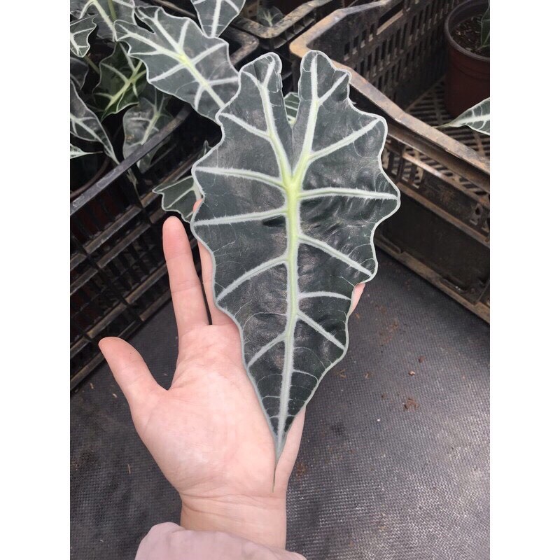 Cây môn quan âm - Alocasia Polly