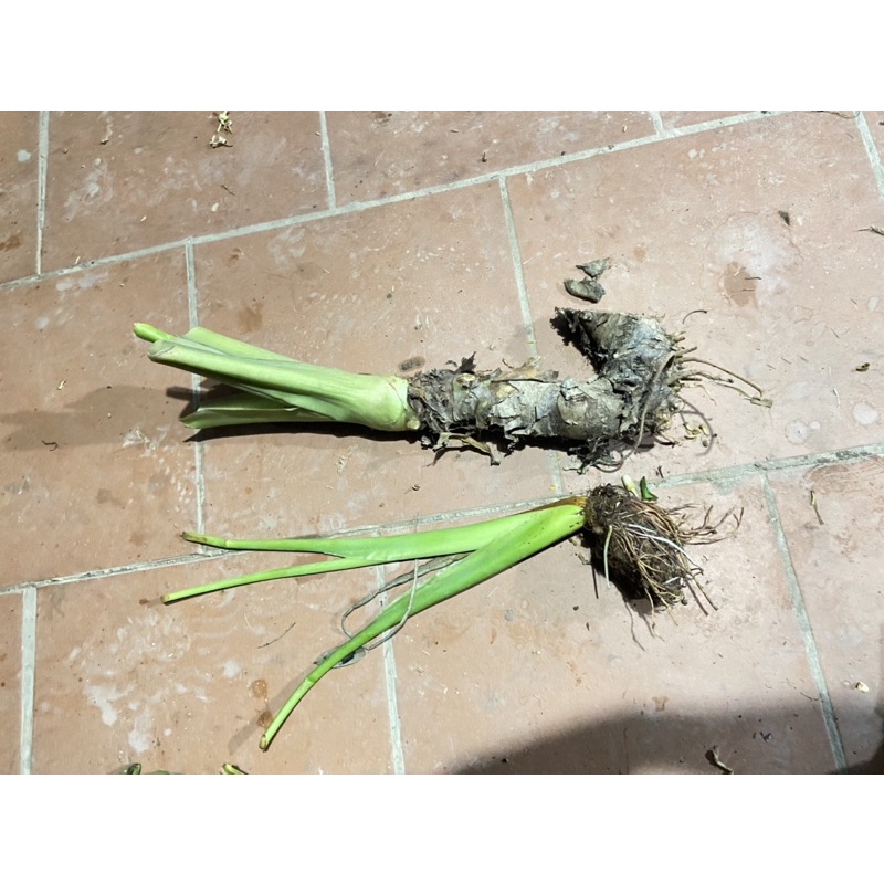 Cây dọc mùng loại thân to