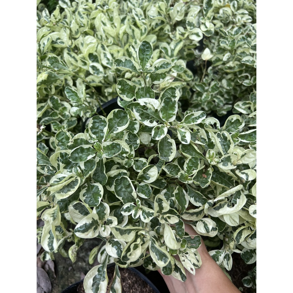 Cây cẩm thạch - chậu to nhiều nhánh (mua từ 5 chậu trở lên tặng thêm 1 chậu)