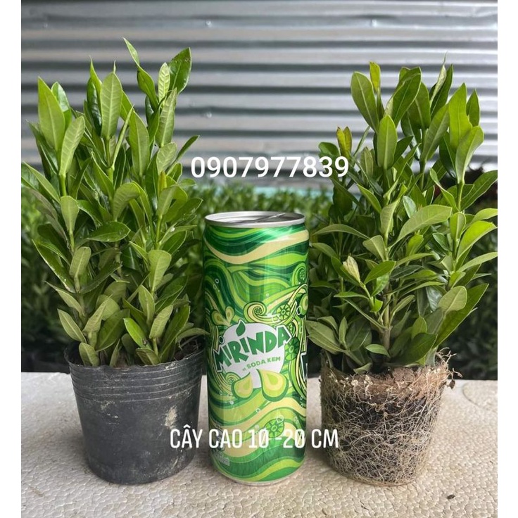Chậu Mẫu Đơn 5 Màu, Bông Trang