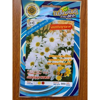 CÚC HOẠ MI TRẮNG