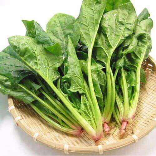 Hạt giống Cải Bó Xôi Thái Lan - Rau Chân Vịt - Spinach