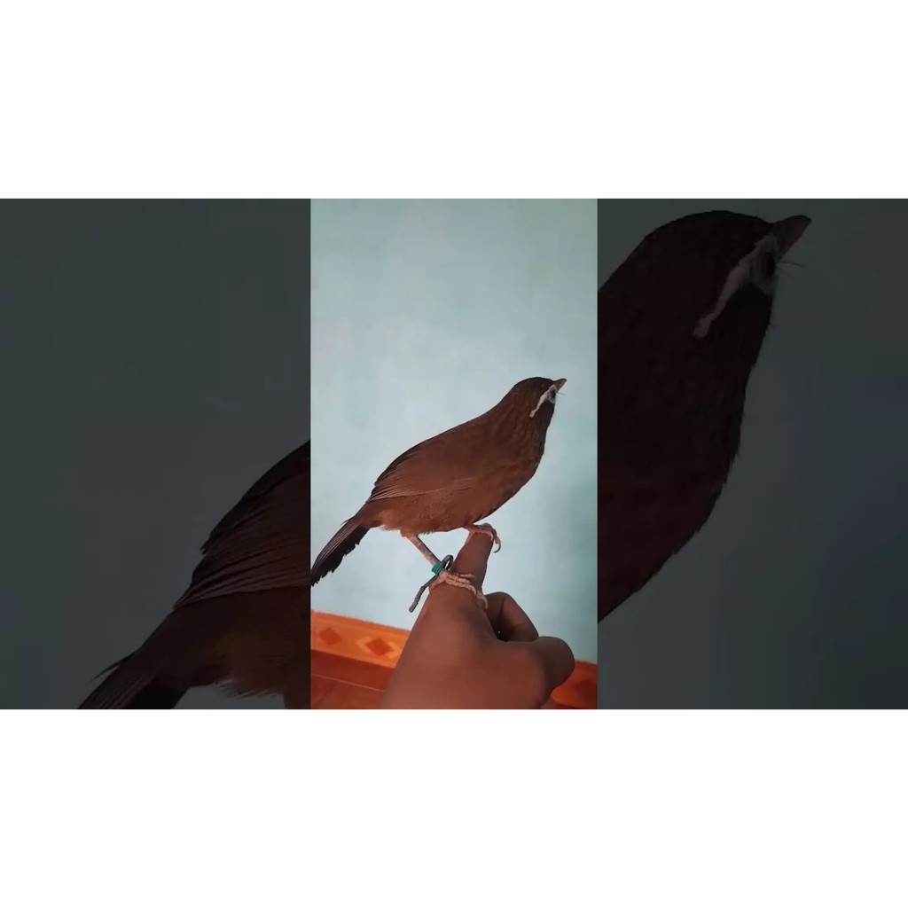 Dây xích chân chim Họa Mi