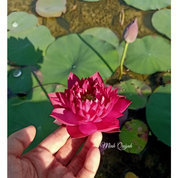 Củ sen mini Queen of heart