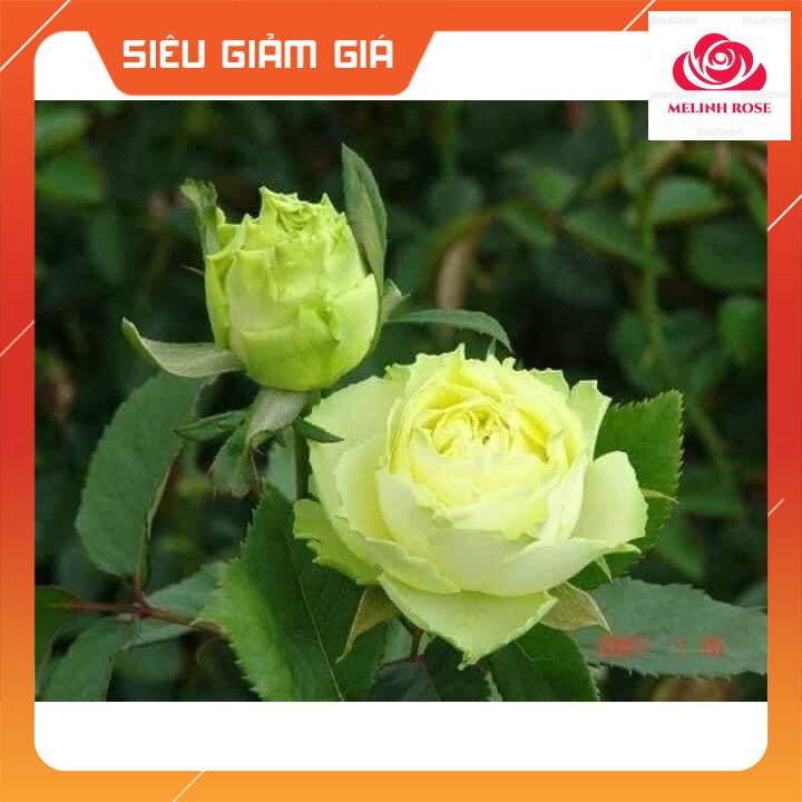 Hoa hồng Pháp Green Romantica Cây hoa hồng Pháp Green Romantica