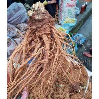 Sâm đương quy - Sâm vàng cho phụ nữ