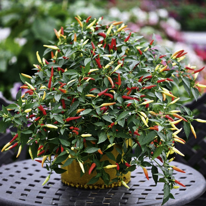 Hạt giống ớt chỉ thiên (gói 10 hạt, tặng kèm phân)