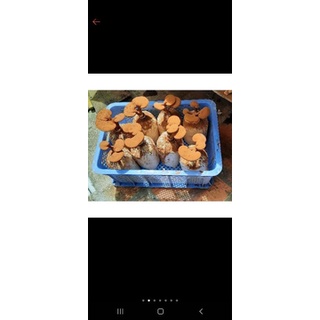 Phôi Linh Chi sắp ra nấm (về trồng liền)