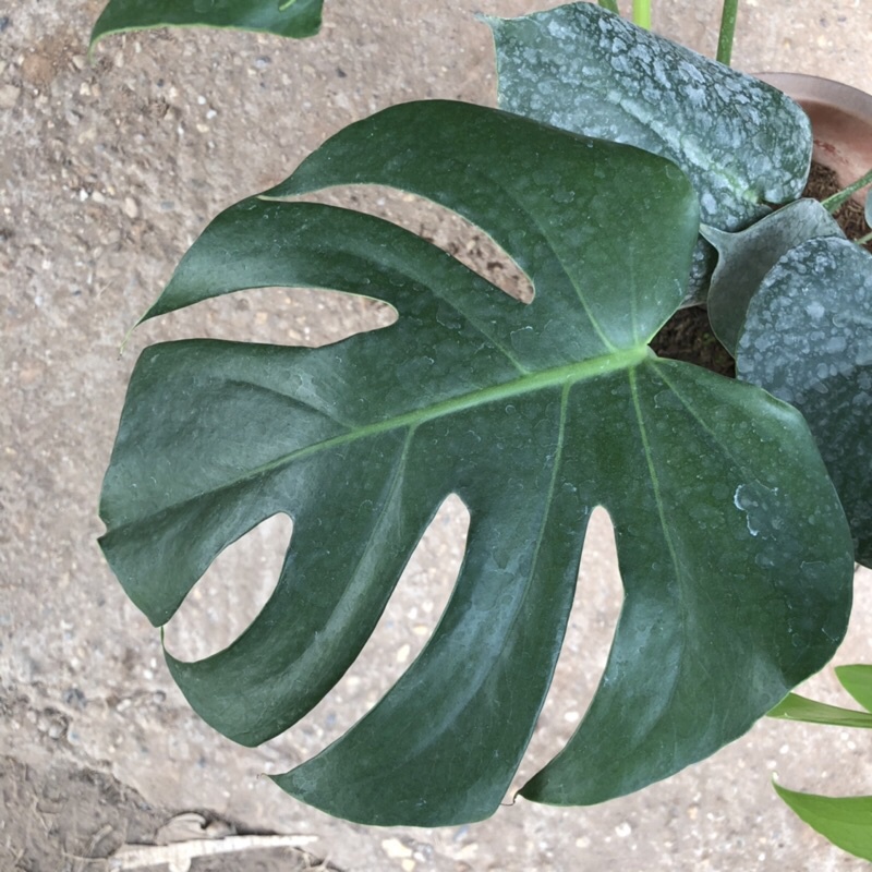 Cây trầu bà lá xẻ cỡ to (trầu bà monstera) , Chiều cao 50-60cm lá to đẹp bắt mắt dễ trồng thích hợp trang trí nội thất