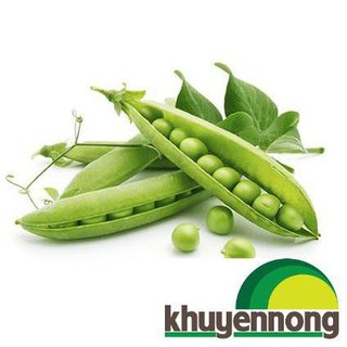 Gói 10 gr hạt giống đậu Hà Lan