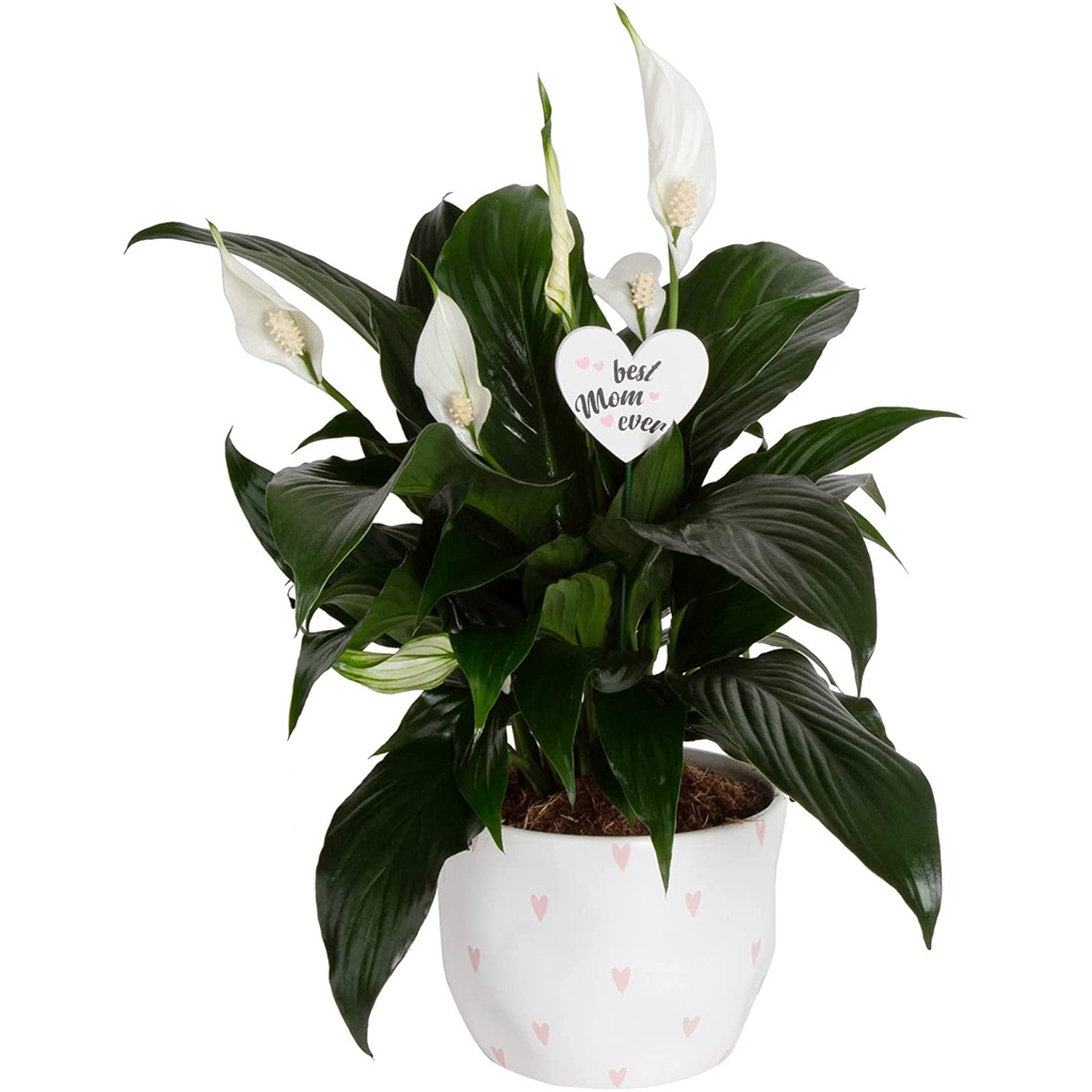 hạt giống vân môn Costa Farms Peace Lily Spathiphyllum Live Indoor Plant Cao 15 inch