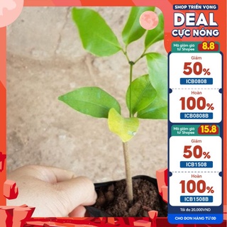 Cây giống hoa lan tỏi cho ban công rực rỡ - MUA 1 TẶNG 1