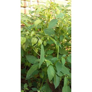 Cây Thù Lù ( tầm bóp ) khô 500g