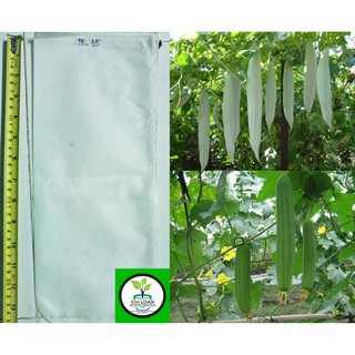 Combo 50 túi bao trái 15x35cm chuyên dùng để bao mướp và bầu
