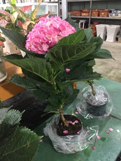 Cẩm tú cầu hoa hồng
