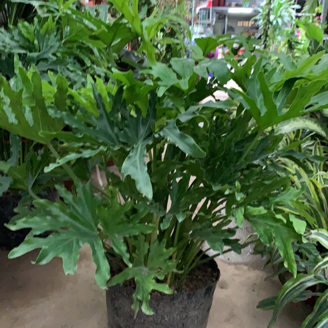 Trầu bà thanh xuân