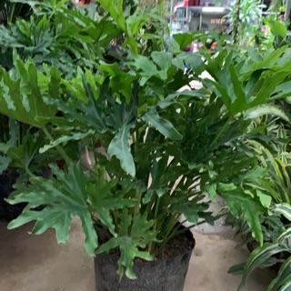 Trầu bà thanh xuân