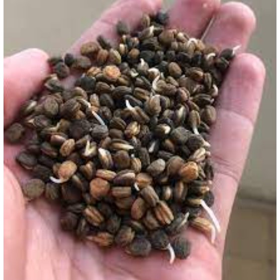 Hạt giống nhân sâm hàn quốc chuẩn