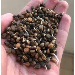 Hạt giống nhân sâm hàn quốc chuẩn