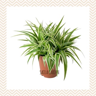 Cây cỏ lan chi (Dây nhện) - Chlorophytum Ocean - Spider Plant - Cây để bàn nhỏ gọn dễ chăm sóc trong nhà hoặc ngoài trời