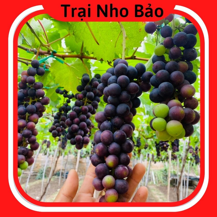 Cây Nho Giống Hạ Đen Không Hạt Leo Giàn