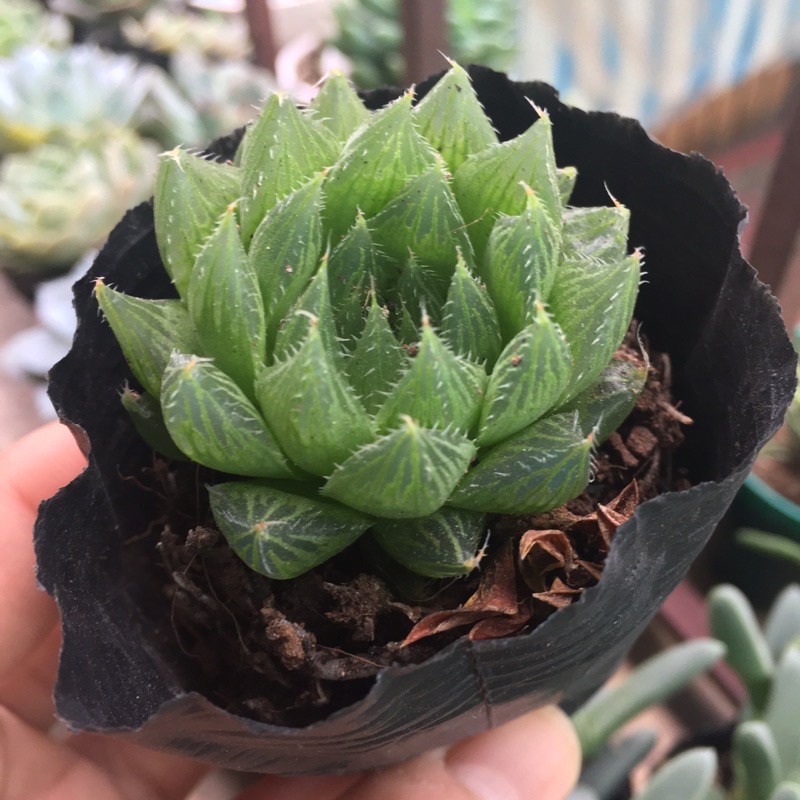 Sen đá dạ quang dòng hawothia