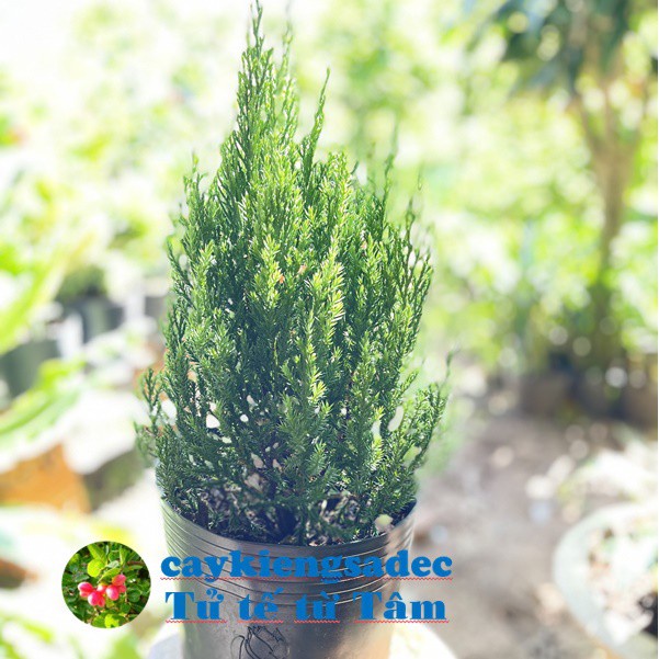 Caykiengsadec-Cây sơn tùng-tặng phân bón-hoa kiểng lá-trang trí nội thất cảnh quan sân vườn ngoài trời