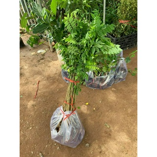 combo 5 cây  giống sưa đỏ cao 80cm