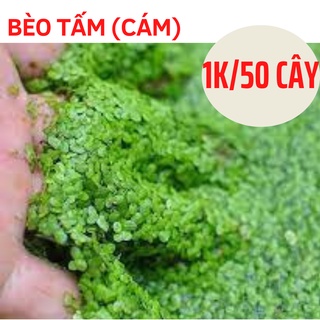 Bèo tấm thủy sinh mini trang trí bể tiểu sinh, cá, tép, hòn non bộ, tiểu cảnh, bèo nhật, bèo cái, lục bình