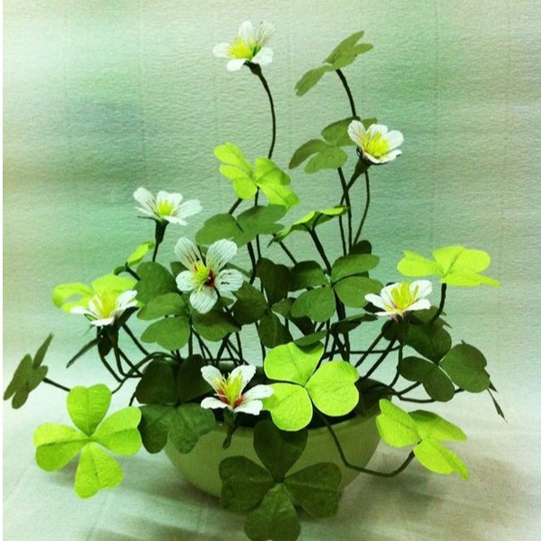 Hạt Giống Cỏ Ba Lá ( Cỏ 3 Lá) - Túi 50 hạt