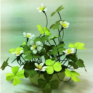 Hạt Giống Cỏ Ba Lá ( Cỏ 3 Lá) - Túi 50 hạt