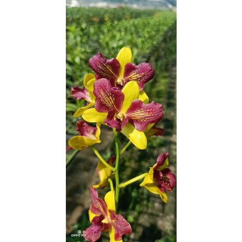 Hoa lan dendro ba đỏ ba vàng cây tơ đẹp chuẩn hoa