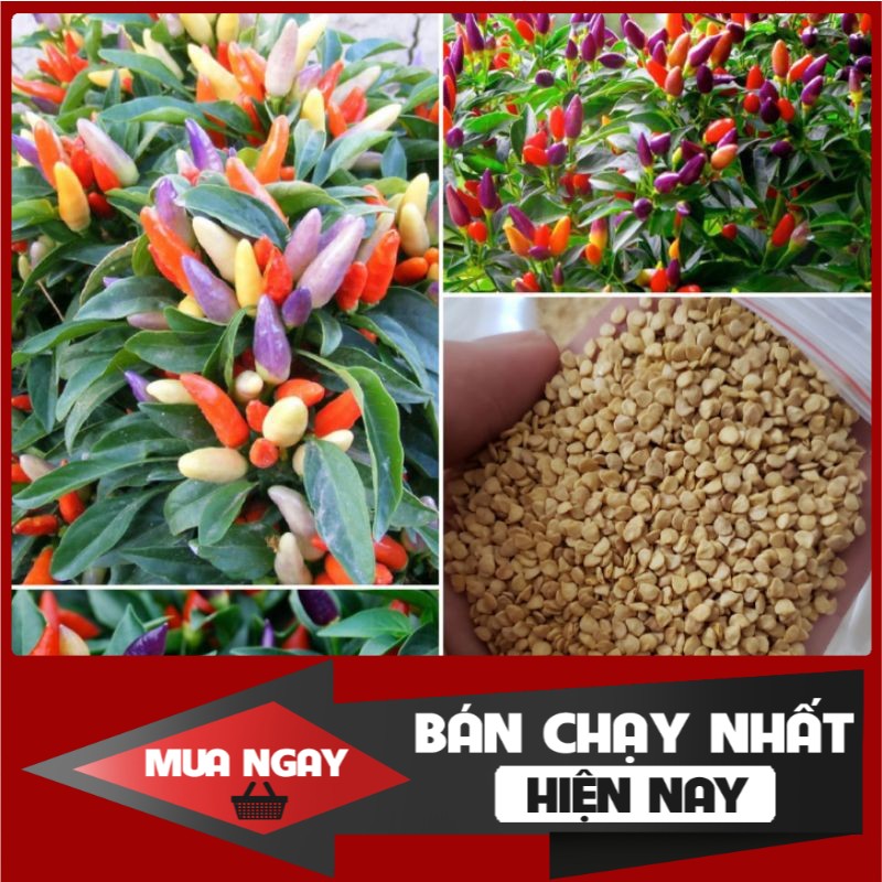 [ Big Sale ] Hạt giống ớt chỉ thiên ngũ sắc - 50 hạt