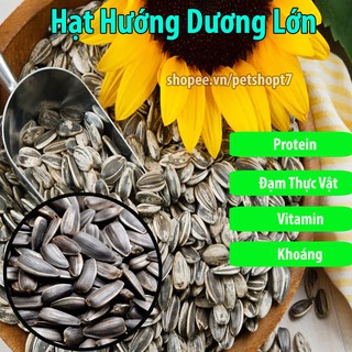 100g Hạt Hướng Dương Lớn Bổ Dưỡng Cho Hamster-Rat-Đuôi Mập