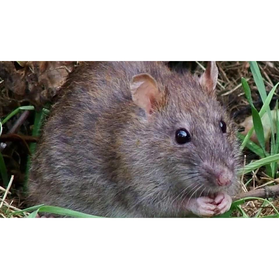 THUỐC DIỆT CHUỘT BIORAT CUBA