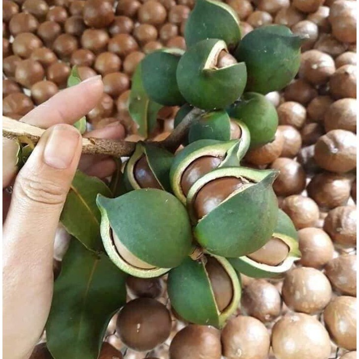 Hạt Macca Úc 500g nứt vỏ tự nhiên ăn liền Size M đóng gói hút chân không - Lê Hải