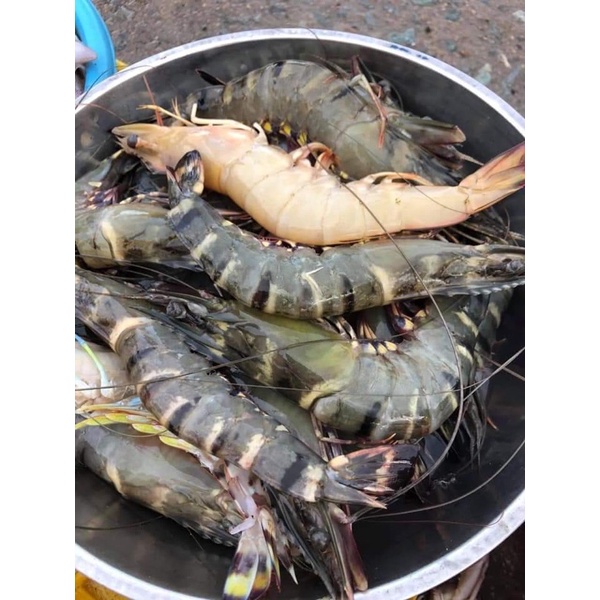 tôm tự nhiênn