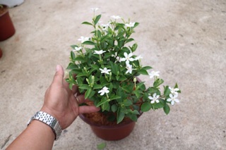 Chậu cây hoa Mai Chỉ Thiên